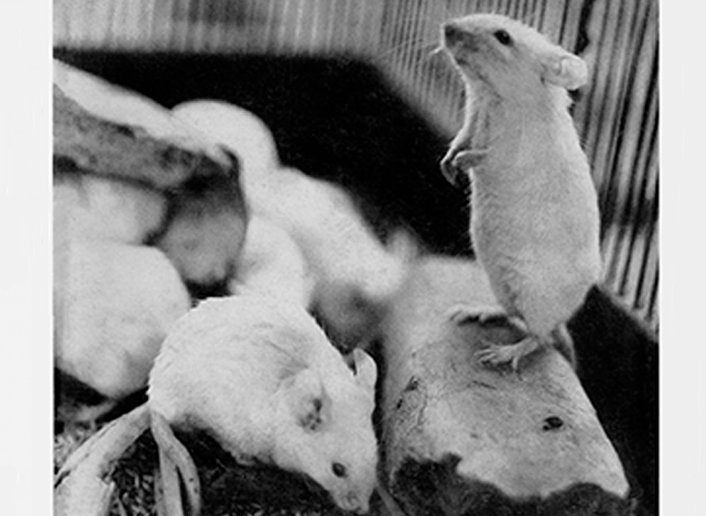 Cubierta Tiempo de Silencio Ratas blancas, Seix Barral, 1965. Cubierta Oriol Maspons