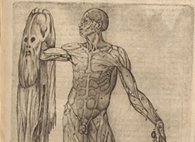 Valverde de Hamusco, Juan (s. XVI). Historia de la composición del cuerpo humano,1556. R 4731