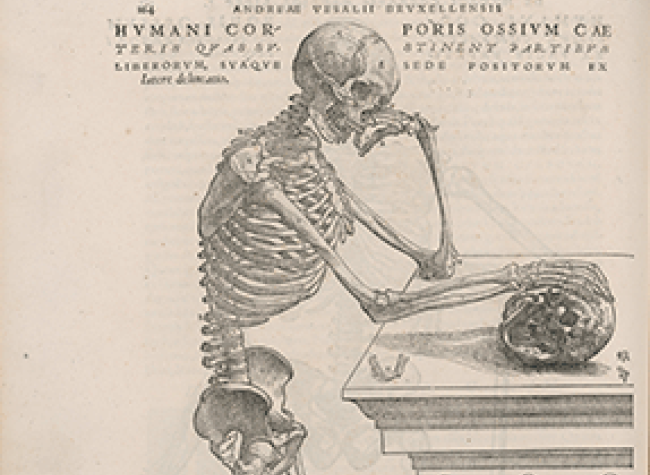 Andrea Vesalio, De Humani corporis fabrica libre septem, Basilea Ioannis Oporini, 1543. R_34024